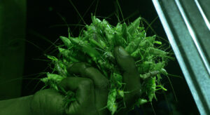 Una immagine di Grasshopper Republic.